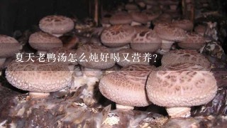 夏天老鸭汤怎么炖好喝又营养？