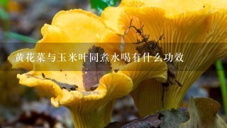 黄花菜与玉米叶同煮水喝有什么功效