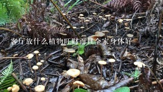 客厅放什么植物旺财而且全家身体好