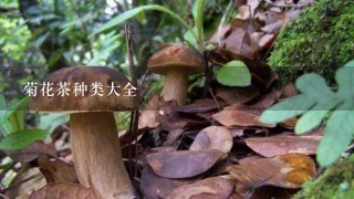 菊花茶种类大全