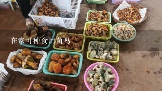 在家可种食用菌吗