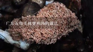 广东5指毛桃煲鸡汤的做法