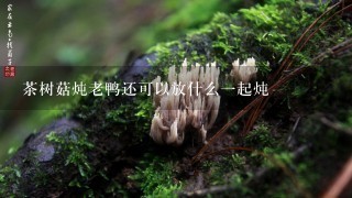 茶树菇炖老鸭还可以放什么1起炖