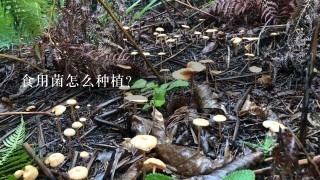 食用菌怎么种植？