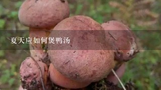 夏天应如何煲鸭汤