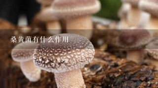 桑黄菌有什么作用