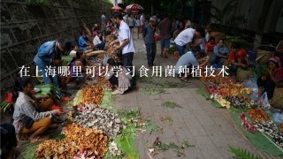 在上海哪里可以学习食用菌种植技术
