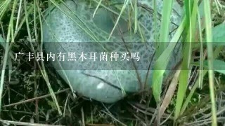 广丰县内有黑木耳菌种买吗