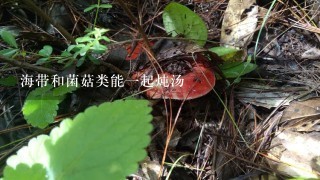 海带和菌菇类能1起炖汤