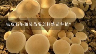 铁皮石斛瓶装苗要怎样练苗种植？