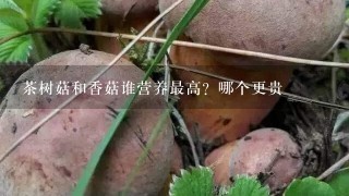 茶树菇和香菇谁营养最高？哪个更贵