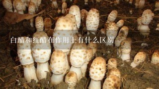 白醋和红醋在作用上有什么区别