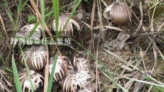 野蘑菇靠什么繁殖