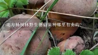 北方杨树林野生蘑菇菌种哪里有卖的？