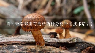 请问云南哪里有蘑菇菌种分离种植技术培训?