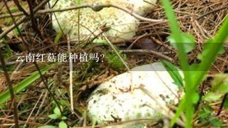 云南红菇能种植吗？