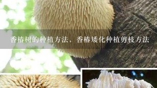 香椿树的种植方法，香椿矮化种植剪枝方法