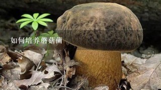 如何培养蘑菇菌