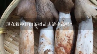 现在栽种野山茶树苗成活率高吗？