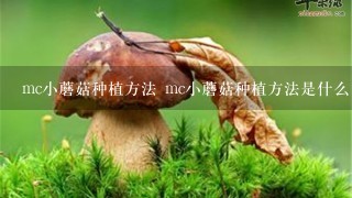 mc小蘑菇种植方法 mc小蘑菇种植方法是什么