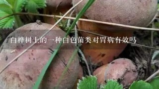 白桦树上的1种白色菌类对胃病有效吗