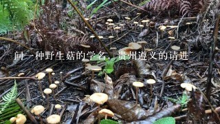 问1种野生菇的学名，贵州遵义的请进~