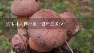 黑木耳大棚种植1般产量多少