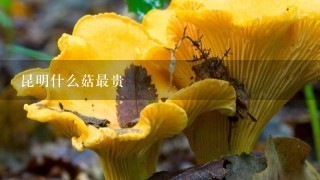 昆明什么菇最贵