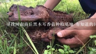 寻找河南商丘黑木耳香菇种植基地 有知道的回答下 重谢