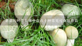 蘑菇的种类有哪些盘点十种常见可食用蘑菇