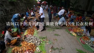 请问以下图片的野生菌能食用吗?(生长在松树下潮湿地落叶的蕨根部)