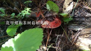 花甲螺和茶树菇相克吗