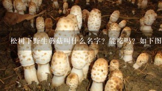 松树下野生蘑菇叫什么名字？能吃吗？如下图