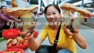 桑黄种植回收20001斤是真的吗？