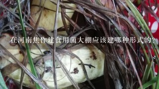 在河南焦作建食用菌大棚应该建哪种形式的？