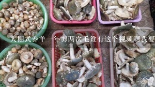 大棚式养羊1年剪两次毛谁有这个视频啊我要大棚建造方法