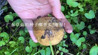 广东草菇的种子哪里买?谢谢！