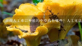 目前人工难以种植的中草药有哪些？人工无法栽培的药用食用菌有哪些？