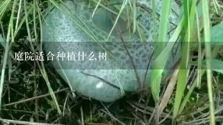 庭院适合种植什么树