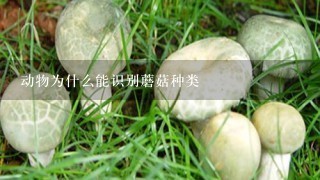 动物为什么能识别蘑菇种类