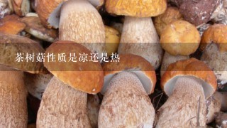 茶树菇性质是凉还是热