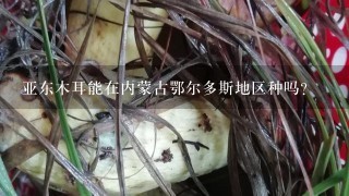 亚东木耳能在内蒙古鄂尔多斯地区种吗?