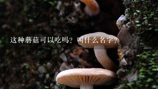 这种蘑菇可以吃吗？叫什么名字？