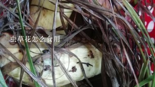 虫草花怎么食用