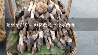茶树菇跟东北的榛蘑是1种东西吗