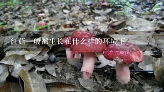 红菇1般都生长在什么样的环境下