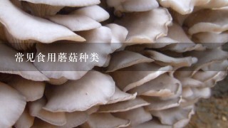 常见食用蘑菇种类