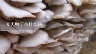 夏天鸭子炖什么补