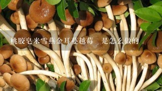 桃胶皂米雪燕金耳蔓越莓羮是怎么做的