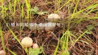 白醋和陈醋哪个杀菌效果好？